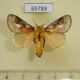 65789p Limacodidae Miresa fulgida Vietnam $9