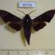 65792p Sphingidae Dahira pinratanai orlovi Vietnam $20