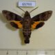 65793p Sphingidae Macroglossum sitiene Vietnam $18