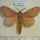 65795p Lasiocampidae Kunugia lineata Vietnam $8