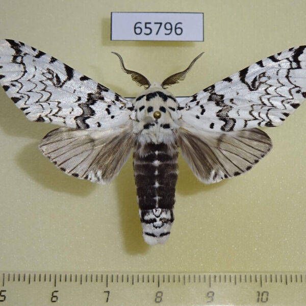 Notodontiidae Paracerura priapus priapus Vietnam