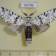 65796p Notodontiidae Paracerura priapus priapus Vietnam $20
