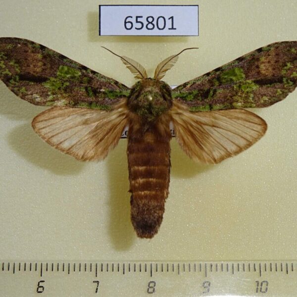 Notodontiidae Oxoia smaragdiplena Vietnam