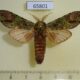 65801p Notodontiidae Oxoia smaragdiplena Vietnam $9