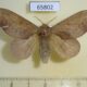65802p Lasiocampidae Eteinopla signata f Vietnam $15