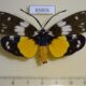 65806p Zygaenidae Eterusia aedea Vietnam $15