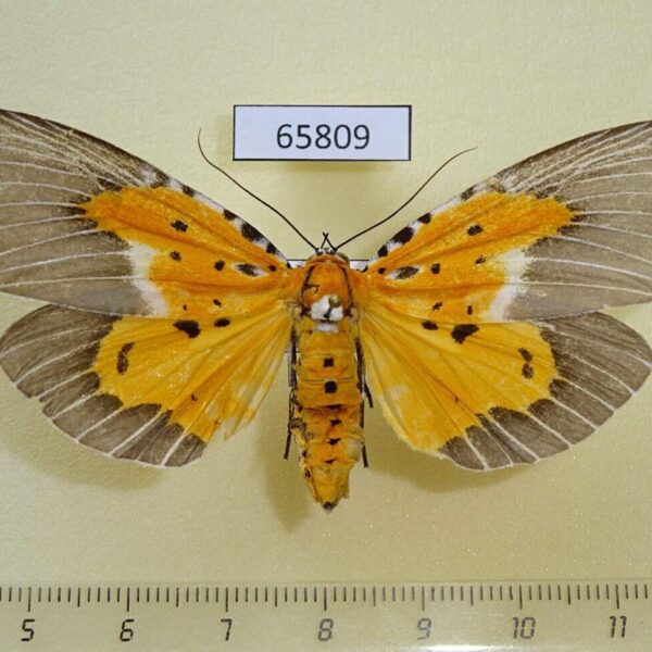 Noctuidae Peridrome subfascia f Vietnam