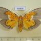65809p Noctuidae Peridrome subfascia f Vietnam $7