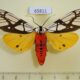 65811p Arctiidae Areas galactina Vietnam $30