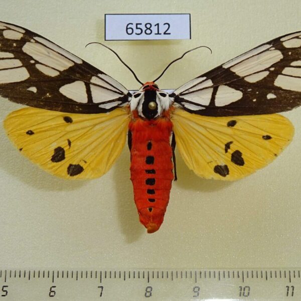 Arctiidae Areas galactina Vietnam