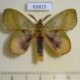 65815p Lasiocampidae Radhica elisabethae Vietnam $10