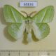 65816p Lasiocampidae Trabala vishnou Vietnam $12
