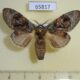 65817p Notodontiidae Syntypistis pallidifascia f Vietnam $10