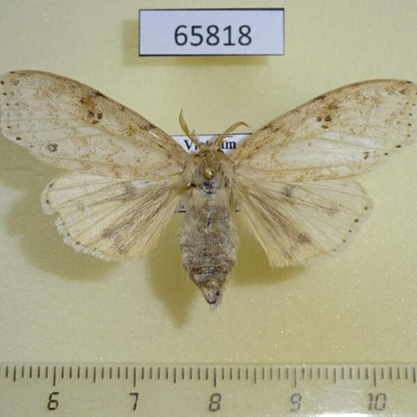Lymantridae Calliteara angulata f Vietnam