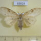 65818p Lymantridae Calliteara angulata f Vietnam $8