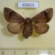 65823p Limacodidae Setora fletcheri f Vietnam $10
