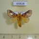 65828p Limacodidae Miresa fulgida Vietnam $7