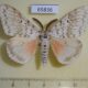65836p Lymantridae Lymantria brotea Vietnam $8