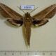 65843p Sphingidae Cechenena minor Vietnam $7