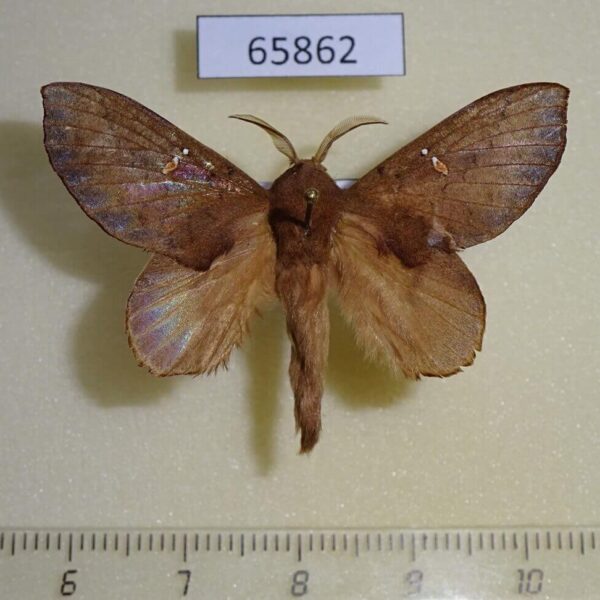 Lasiocampidae Eteinopla signata Vietnam
