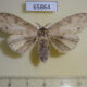 65864p Lymantridae Calliteara angulata f Vietnam $8
