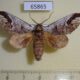 65865p Notodontiidae Snellenita divaricata Vietnam $9