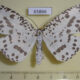 65866p Geometridae Abraxaphantes perampla Vietnam $10
