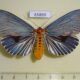 65869p Noctuidae Neochera marmorea Vietnam $9