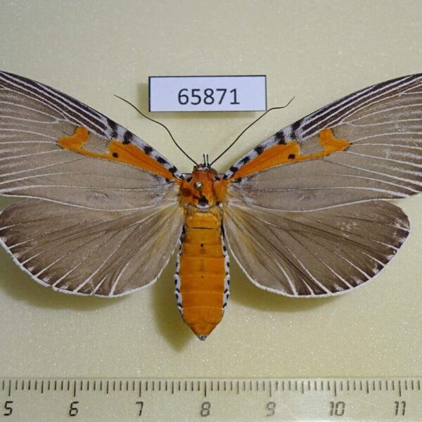 Noctuidae Euplocia membliaria f Vietnam