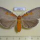 65871p Noctuidae Euplocia membliaria f Vietnam $12