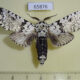65876p Notodontiidae Paracerura priapus priapus Vietnam $20