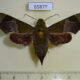 65877p Sphingidae Angonyx testacea f Vietnam $12