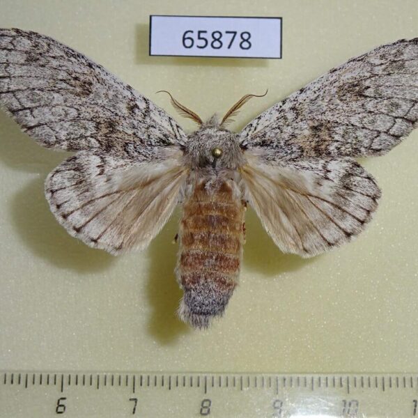 Notodontiidae Syntypistis perdix f Vietnam