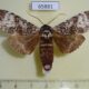65881p Notodontiidae Pariphalera albicauda Vietnam $10