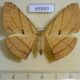65889p Geometridae Dalima patularia f Vietnam $9