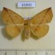 65890p Noctuidae Heterospila fulgurea f Vietnam $9