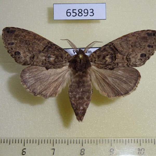 Notodontiidae Higena trichosticta Vietnam