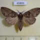 65893p Notodontiidae Higena trichosticta Vietnam $8