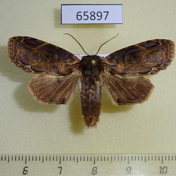 Noctuidae Triorbis annulata Vietnam