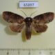 65897p Noctuidae Triorbis annulata Vietnam $15