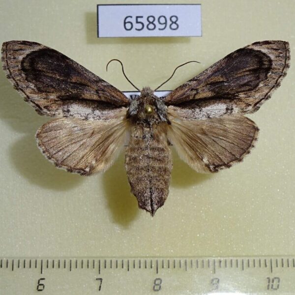 Notodontiidae Fentonia helena f Vietnam