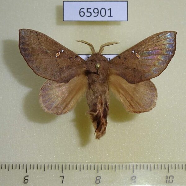 Lasiocampidae Eteinopla signata Vietnam