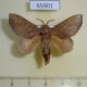 65901p Lasiocampidae Eteinopla signata Vietnam $10