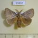 65902p Limacodidae Susica sinensis Vietnam $6