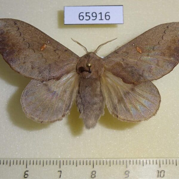 Lasiocampidae Eteinopla signata f Vietnam