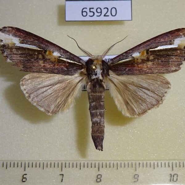 Notodontiidae Metaschalis disrupta Vietnam