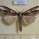 65920p Notodontiidae Metaschalis disrupta Vietnam $6