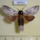 65922p Notodontiidae Calyptronotum singapura Vietnam $8