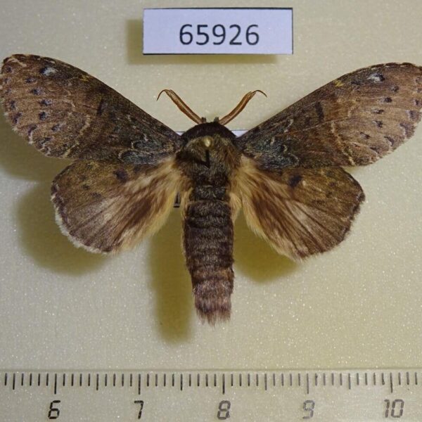 Notodontiidae Neostauropus major Vietnam