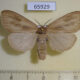 65929p Lymantridae Laelia atestacea Vietnam $8